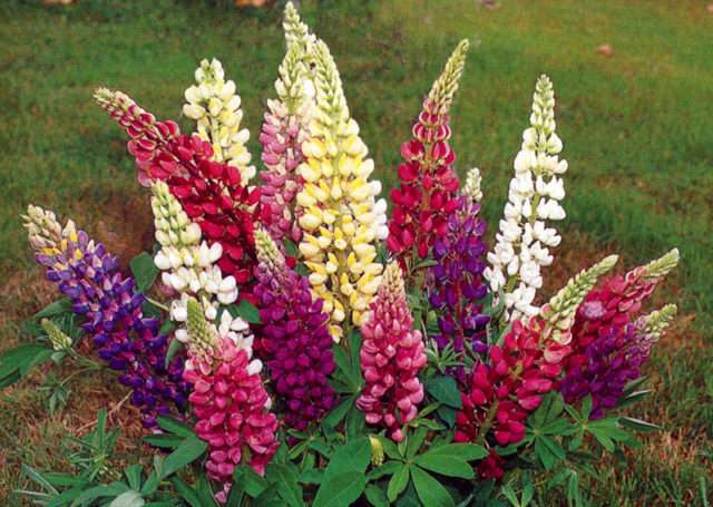 Lupin je okrasná rastlina vysoká až jeden meter, s veľkými krásnymi súkvetiami. Preložené z latinčiny - „vlk“