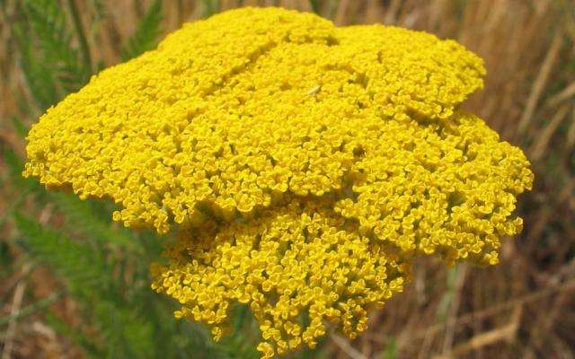 Yarrow - ανθεκτικό σε αντίξοες συνθήκες, θάμνοι ύψους 50-60 cm.