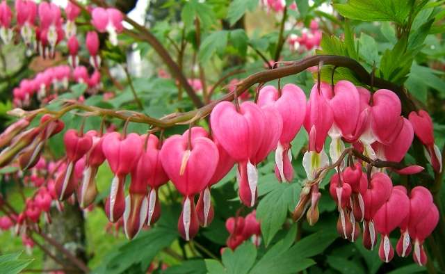 Dicentra er en plante med hjerteformede blomster hængende fra en buet stilk. Busk med en højde på 30 til 100 cm