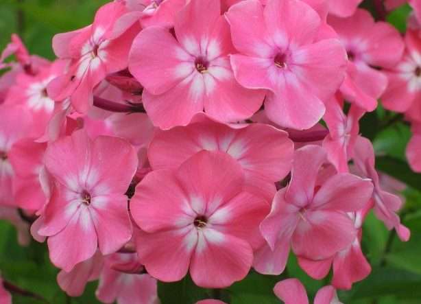 Phlox er meget velduftende og levende blomster. Disse smukke planter elsker solrige områder, havejord med en blanding af sand og ler.