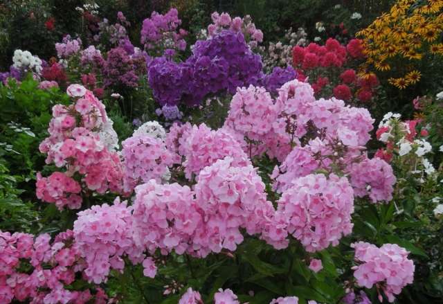 sorter af phlox garden