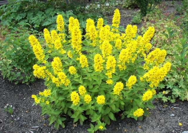 Verbeinik (lysimachia) - høje eller krybende græsser med gule, sjældent hvide blomster.