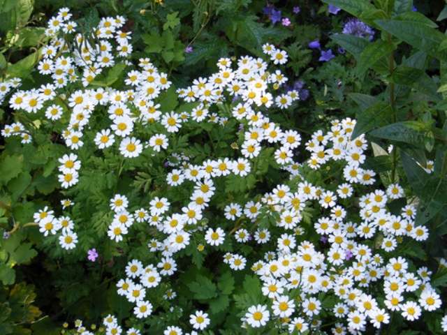 نيفانيك (البابونج) - زهور حساسة ذات جذمور قوي. نبات متواضع ، محب للضوء ، شتوي شديد التحمل