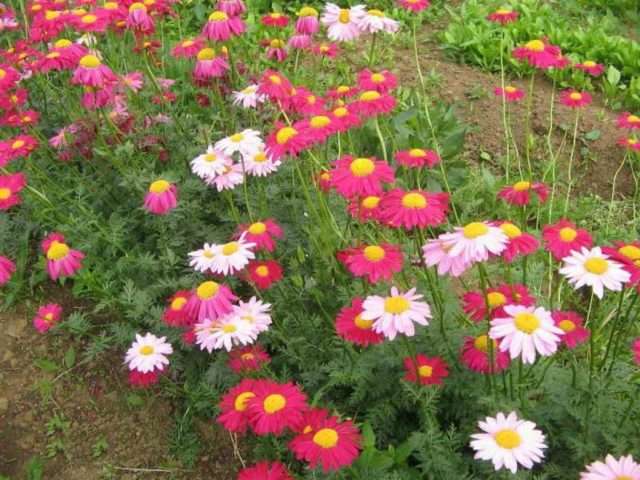 Feverfew je ružový harmanček. Rastlina tolerujúca tieň, svetlo milujúca rastlina, miluje miernu vlhkosť, neustále zalievanie a záhradné pôdy.