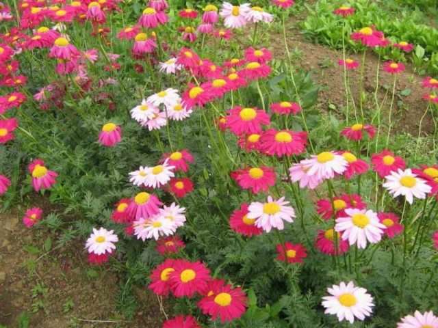 Feverfew er en lyserød kamille. Skygge-tolerant, lys-kærlig plante, elsker moderat fugt, konstant vanding og havejord.