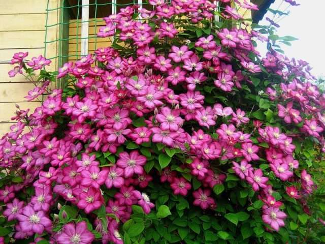 Clematis (clematis) er en klatrende liana med store blomster. Blomstringsperioden er fra juni til august.