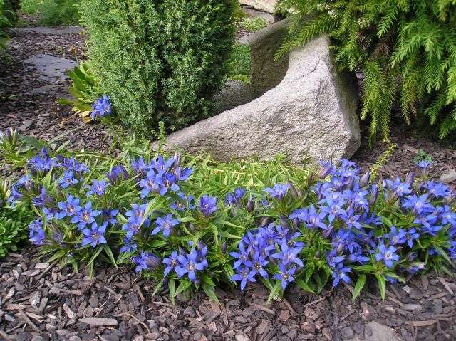 Gentian (gentian) on matalakasvuinen kasvi, jossa on kellokukkia. Kukkii touko -kesäkuussa ja kesälajikkeet kesäkuusta elokuuhun.