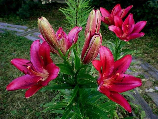 Lily er en løgformet flerårig plante med velduftende store blomster