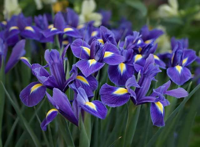 Iris (iris, haner) er en rhizomplante med lyse blomster. Den blomstrer fra maj til august, afhængigt af sorten.