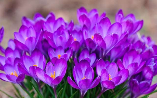 Disse stauder skal plantes om efteråret. Til dette er både solrige steder og med diffust skygge velegnede.