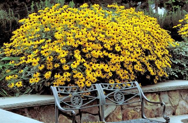 Rudbeckia er en lang blomstrende plante med prangende blomster. Blomstringsperiode: juli til september