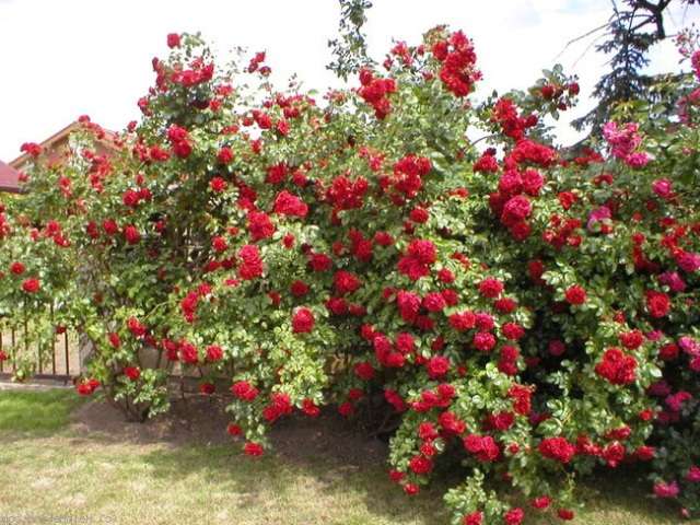 Popínavá ruža je rastlina s dlhými výhonkami a bujnými púčikmi.