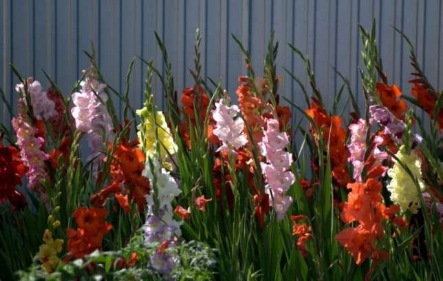 Gladioli هي نباتات طويلة وجميلة مع أزهار كبيرة من الأذنين.