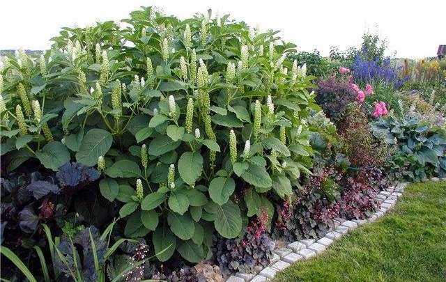 Lakonos (phytolacca) er en flerårig med et stort rhizom og en buskhøjde på op til 200 cm