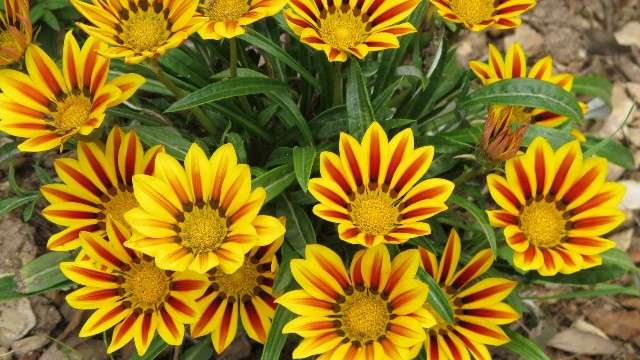 Gazania - dekorative urteagtige sommerblomstrende planter