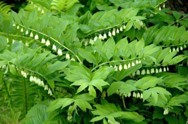 Kupena je okrasná listnatá rastlina z čeľade ľaliovitých.