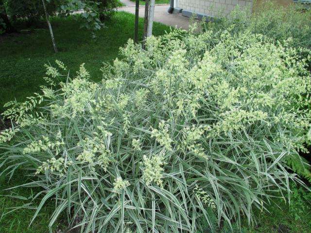 Ιαπωνικά δύο πηγών (Phalaroides japonica) ή καλάμι καναρινιού