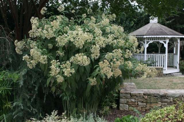 Bristlecone je trvalka kvitnúca od augusta do októbra. Výška rastliny od 100 do 150 cm.
