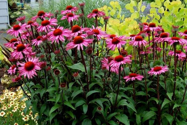 Echinacea purpurea je liečivá rastlina s veľkými, krásnymi kvetmi.