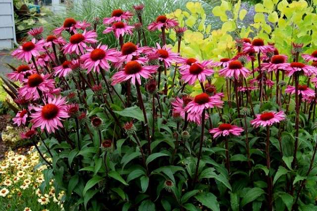 Το Echinacea purpurea είναι ένα φαρμακευτικό φυτό με μεγάλα, όμορφα λουλούδια.