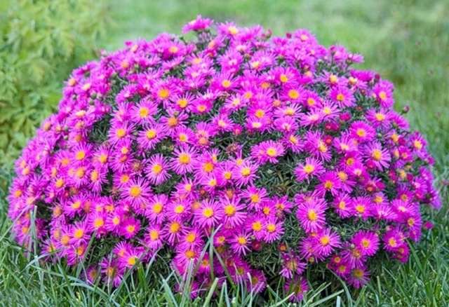 أستر معمر هو نبات مقاوم للبرد مع أزهار - نجوم. هناك أصناف الربيع والصيف والخريف