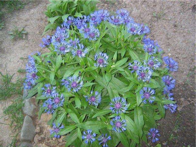 Flerårig kornblomst er en plante af Aster -familien med en lang blomstringstid. Blomstringstiden afhænger af sorten, er fra juni til august