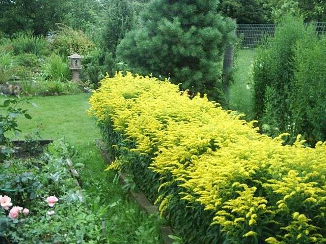 Goldenrod (solidago) er en høj busk med gule blomsterstande. Buskens højde kan nå to meter, men der er også undersize - op til 50 cm