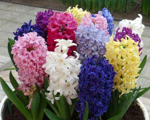 Foto a vyfarbenie kvetov Geacinths