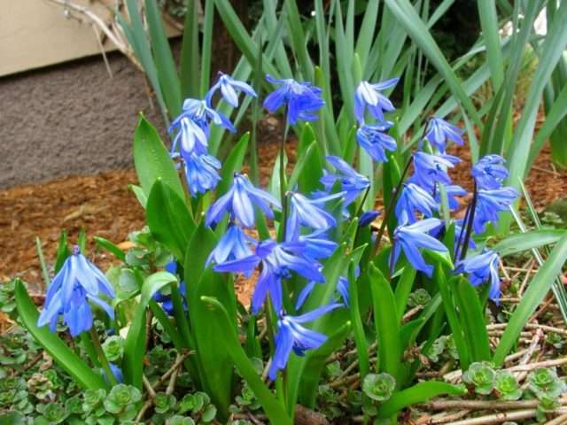 Proleska (scilla) - uhøjtidelig, kræver ikke særlig pleje. Blomstrer i marts.