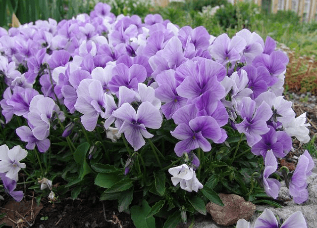 Violet (viola) - prydplanter med smukke flerfarvede blomster. Mange arter adskiller sig i blomstringsperioder og farver.