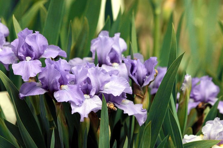 Iiris