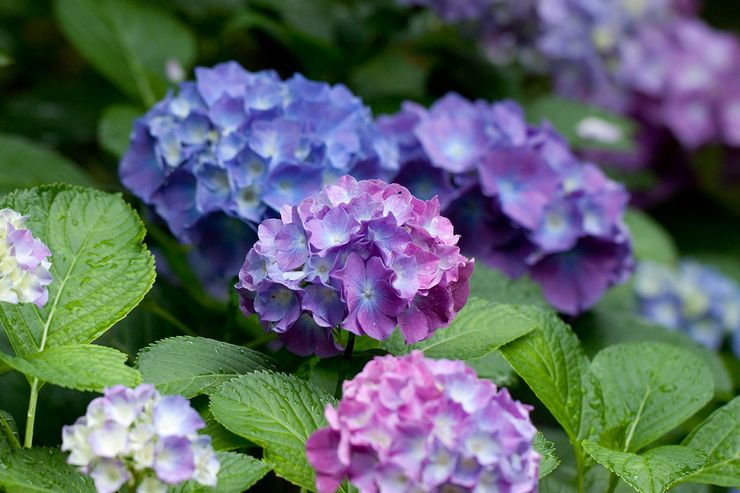 Hortensia