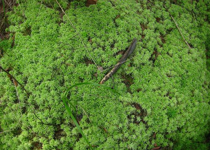 Sphagnum -sammal. Ominaisuudet ja käyttö puutarhataloudessa