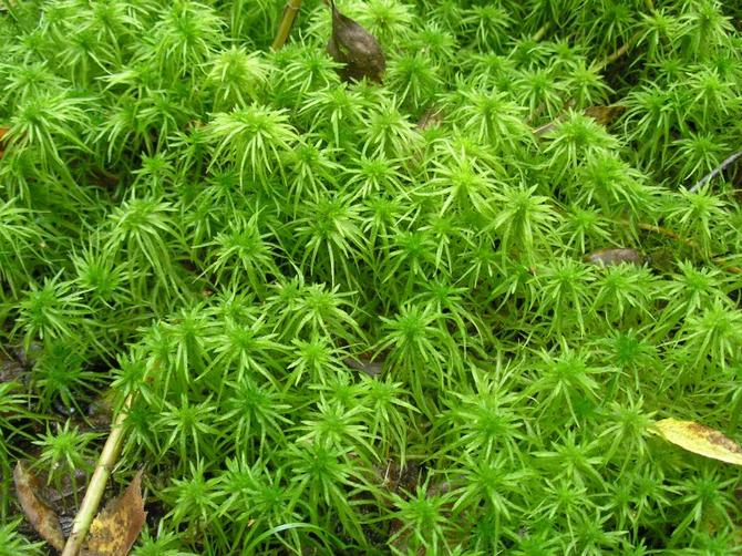 Sphagnum mos. Egenskaber og anvendelse inden for blomsterbrug