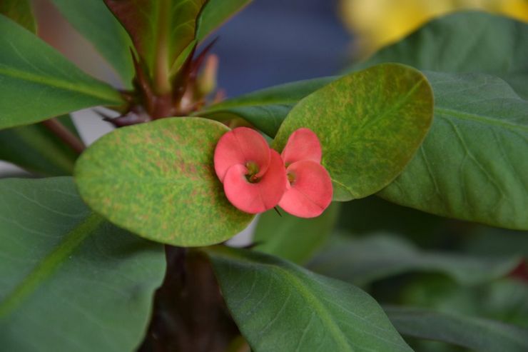 Skadedyr og sygdomme i mælkeblomst