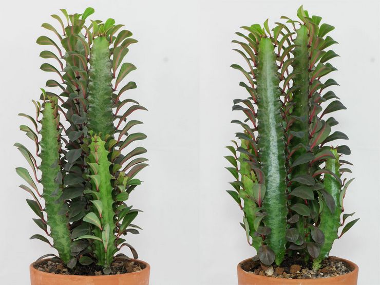 Euphorbia trekantet eller trekantet