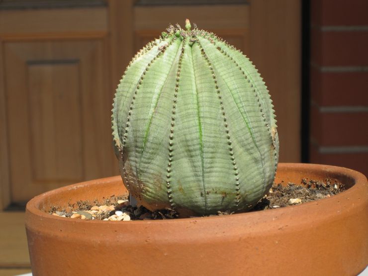 Euphorbia overvægtig eller fyldig