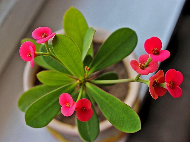 Blomstrende milkweed mile