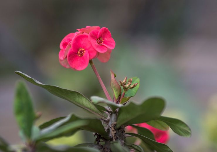 Mile euphorbia plante