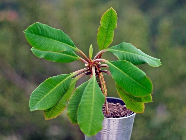Euphorbia plante
