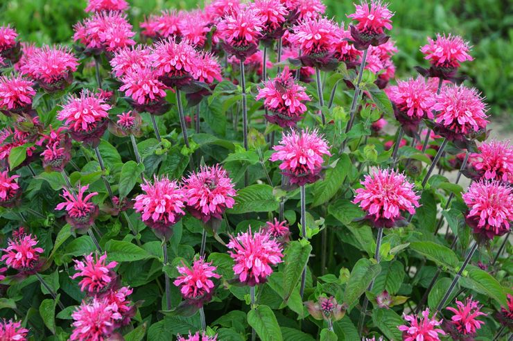 Monarda i landskabsdesign