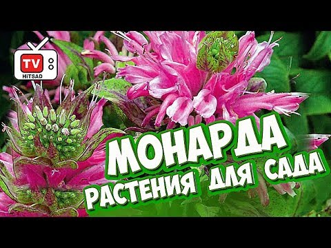 Blomster til haven �� MONARDA �� Anmeldelse af Hitsad TV