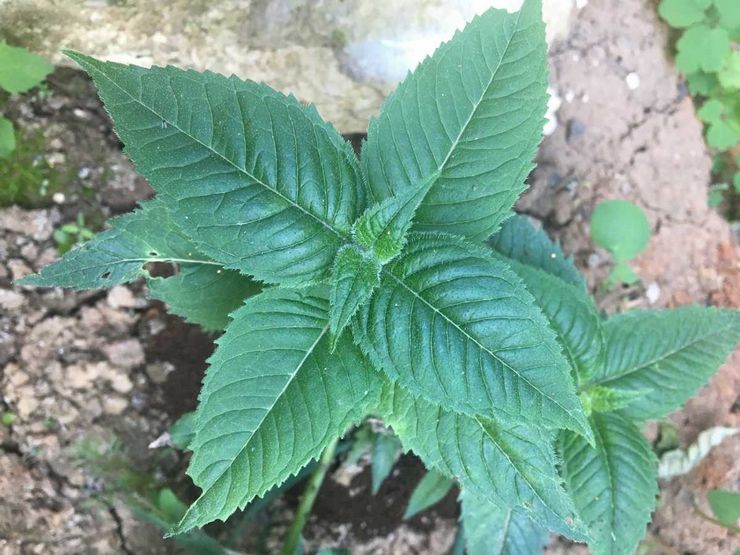 Plantning af monarda i åbent terræn