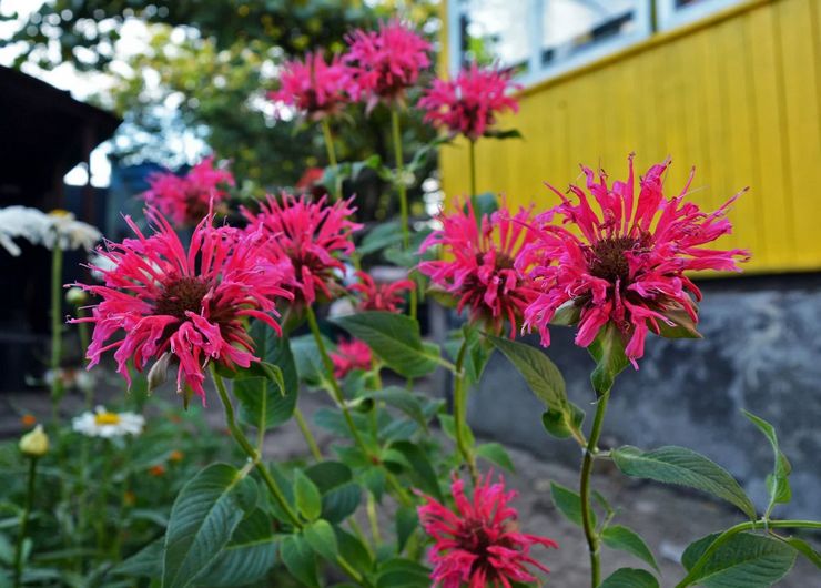 رعاية monarda في الحديقة