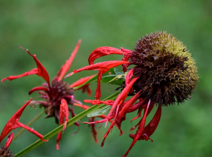 Monarda efter blomstring