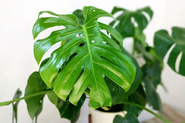 الذواقة Monstera