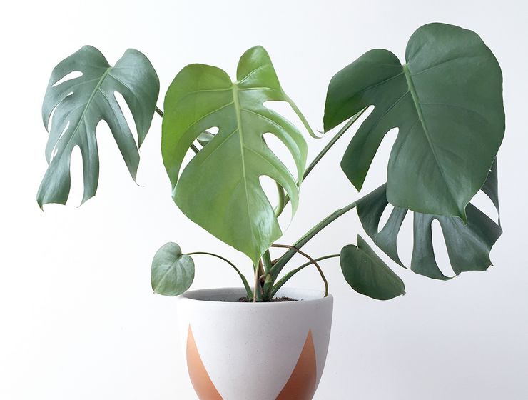 ملامح زرع monstera