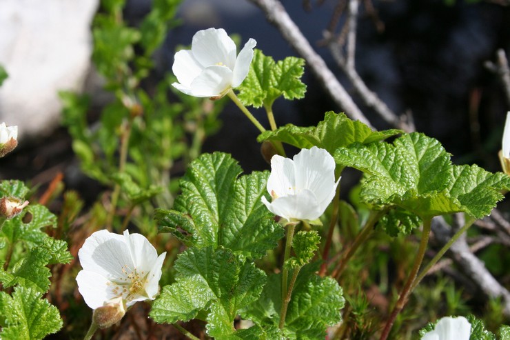 Plantning af multebær i åbent terræn