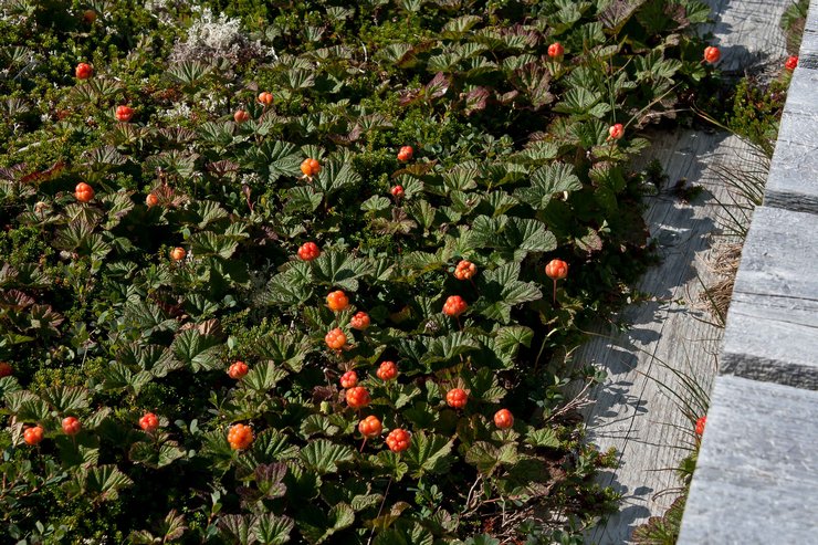 Pas på multebær i haven