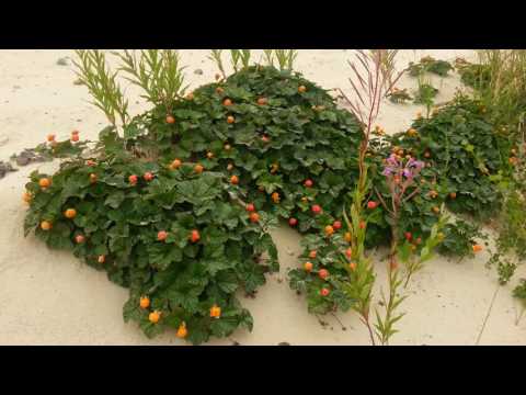 Cloudberries في الرمال